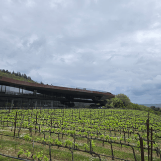 Antinori Winery - Antinori Wijngaard - Verboon Wines