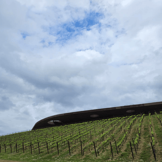 Antinori Verboon Wines - Antinori Wijngaard - Antinori bestellen online